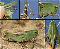 Mendocino Green-striped Grasshopper - photo 3