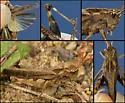 Mendocino Green-striped Grasshopper - photo 4