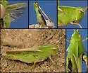 Mendocino Green-striped Grasshopper - photo 5
