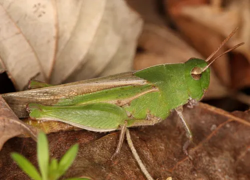 Green-striped Grasshopper - photo 2