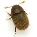 Chramesus chapuisii