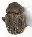 Chramesus chapuisii - photo 4