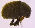 Chramesus hicoriae