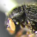 Chramesus hicoriae - photo 3