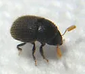 Chramesus hicoriae - photo 4