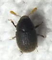 Chramesus hicoriae - photo 5