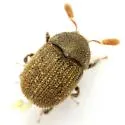 Chramesus subopacus