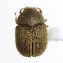 Chramesus subopacus - photo 2