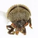 Chramesus subopacus - photo 3