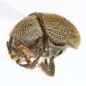 Chramesus subopacus - photo 4