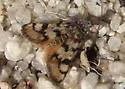 Chrismania pictipennalis - Hodges#4820