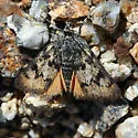 Chrismania pictipennalis - Hodges#4820 - photo 2