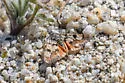 Chrismania pictipennalis - Hodges#4820 - photo 4