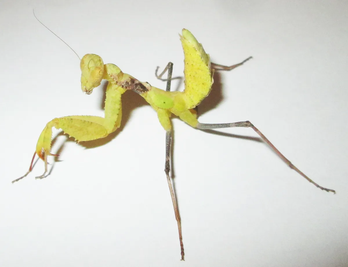 Chroicopteridae - photo 3