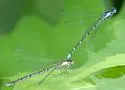 Aurora Damsel - Chromagrion conditum
