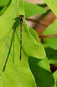 Aurora Damsel - photo 2