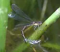 Aurora Damsel - photo 3