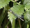 Aurora Damsel - photo 4