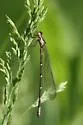 Aurora Damsel - photo 5