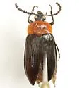 Chromatia amoena