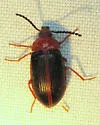 Chromatia amoena - photo 2