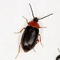 Chromatia amoena - photo 3