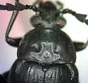 Chromatia amoena - photo 4