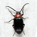 Chromatia amoena - photo 5
