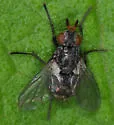 Chromatocera setigena - photo 2