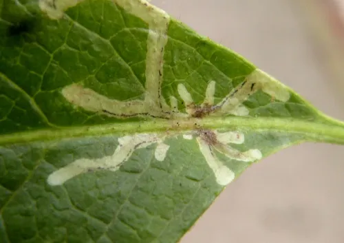 Chromatomyia aprilina