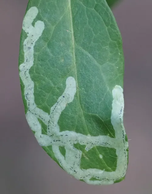 Chromatomyia aprilina - photo 2