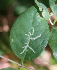 Chromatomyia aprilina - photo 3