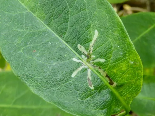 Chromatomyia aprilina - photo 4