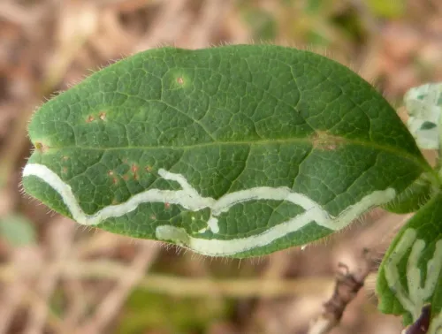 Chromatomyia aprilina - photo 6