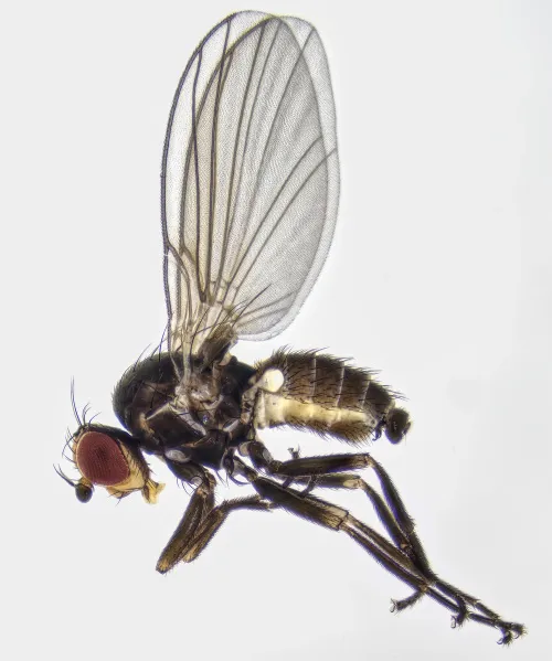 Chromatomyia aprilina - photo 7