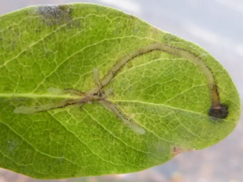 Chromatomyia aprilina - photo 8
