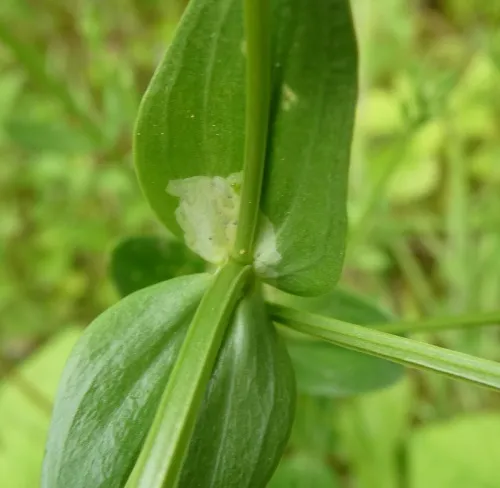Chromatomyia centaurii