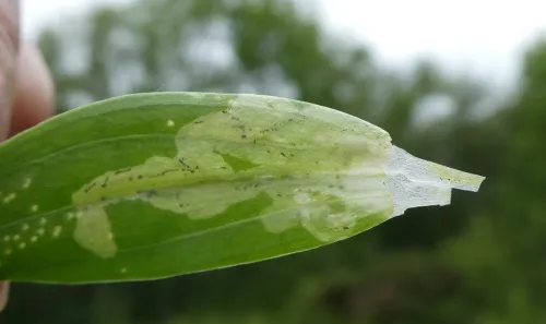 Chromatomyia centaurii - photo 2