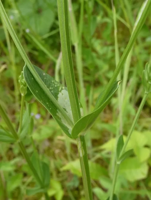 Chromatomyia centaurii - photo 3
