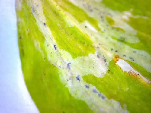 Chromatomyia centaurii - photo 4