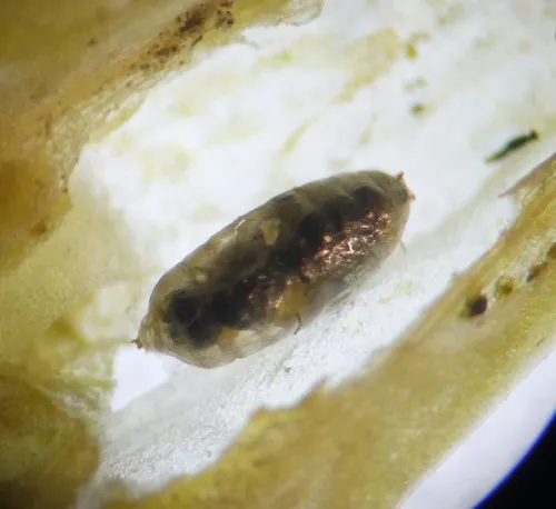 Chromatomyia centaurii - photo 5