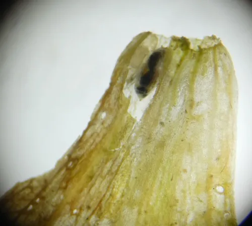 Chromatomyia centaurii - photo 6