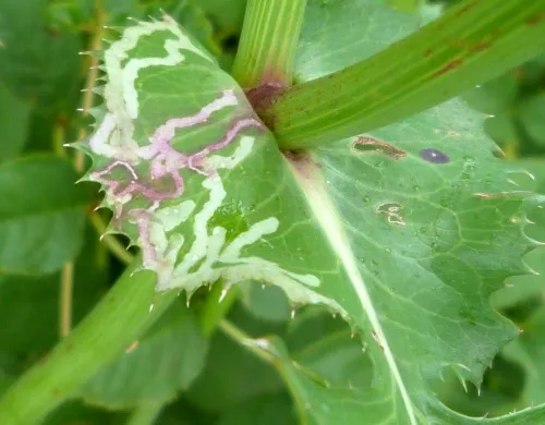 Chromatomyia horticola/syngenesiae agg.