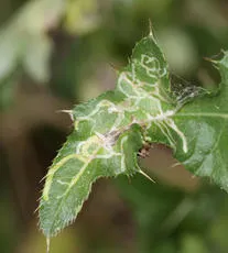 Chromatomyia horticola/syngenesiae agg. - photo 2