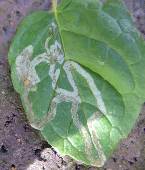 Chromatomyia horticola/syngenesiae agg. - photo 3