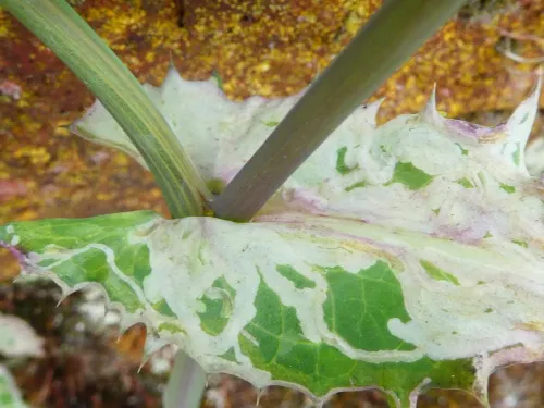 Chromatomyia horticola/syngenesiae agg. - photo 4