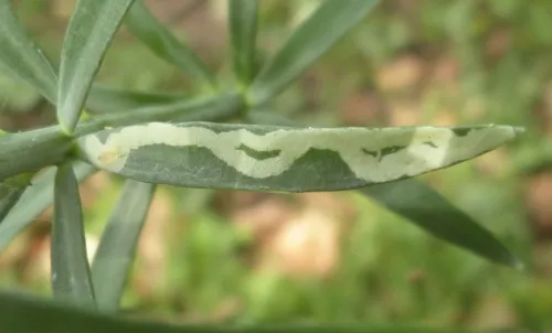 Chromatomyia horticola