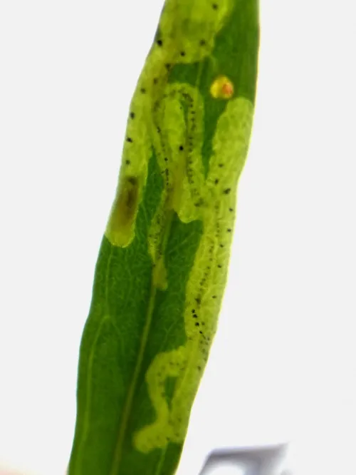 Chromatomyia horticola - photo 2