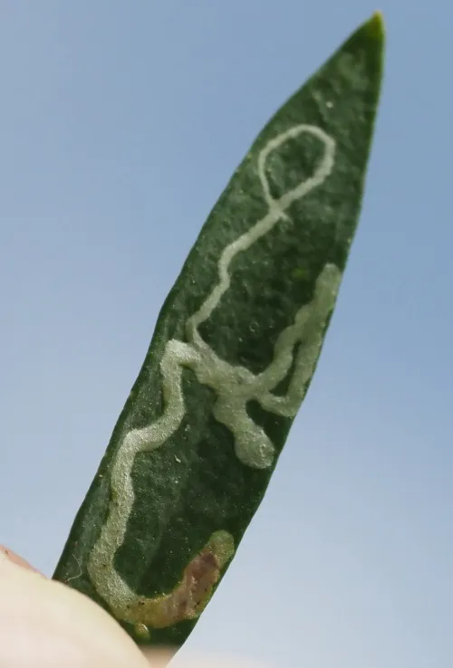 Chromatomyia horticola - photo 3