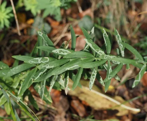 Chromatomyia horticola - photo 4